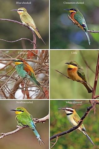 African_bee-eaters_composite.jpg