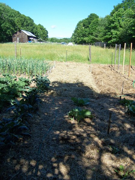 Big garden - finished mulching crop June 2018.jpg