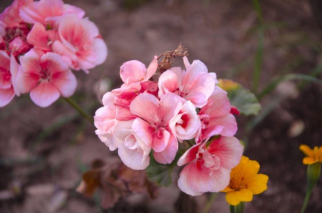 begonia-3672410_1280.jpg