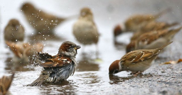 Sparrows together.jpg