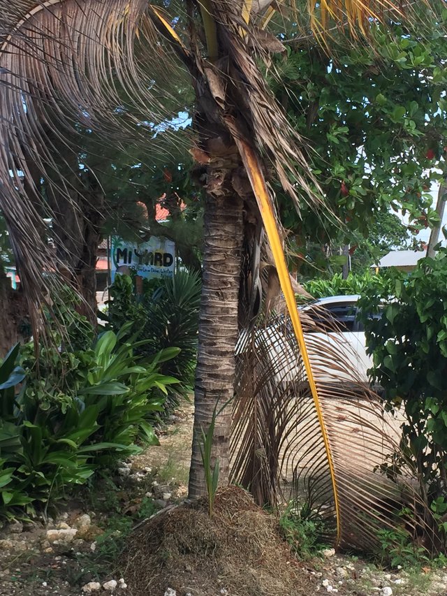 coconut tree.jpg