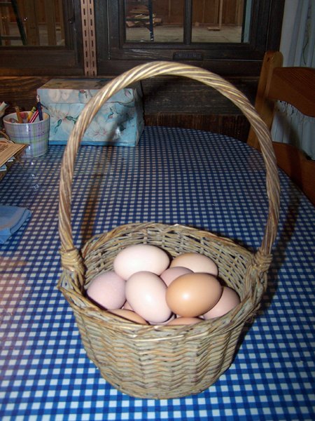 Eggs - basket of 17 crop November 2019.jpg