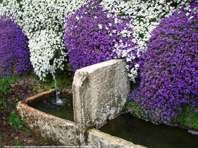 WhiteAndPurpleFlowersATFountain-041118.jpg