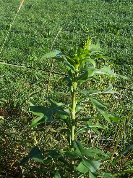 Driveway - weed3 crop August 2019.jpg