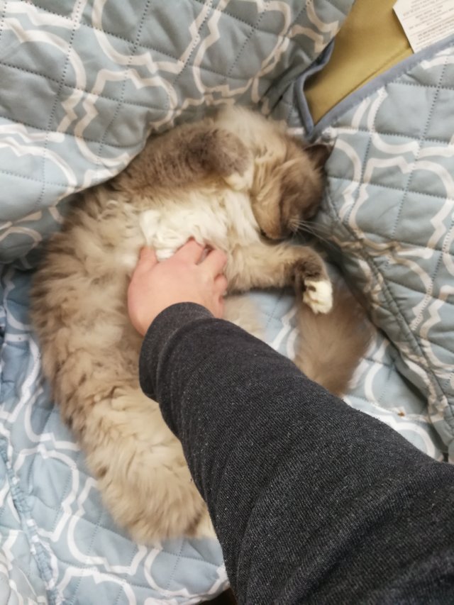 belly rub.jpg