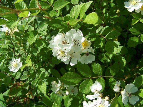 Multiflora rose3 crop June 2018.jpg