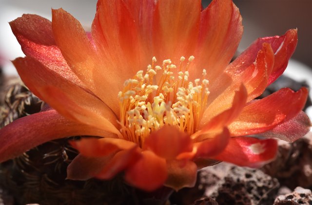 Sulcorebutia Canigueralii first flower 3.jpg