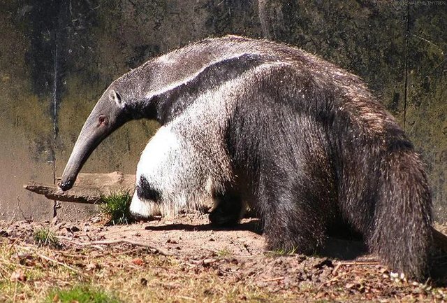 Anteaters-leg-looks-like-a-panda.jpg