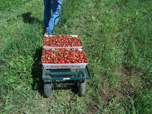 Picking strawberries - 2 flats crop June 2018.jpg