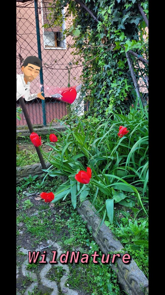 Tulipano di gesner 3B.jpg