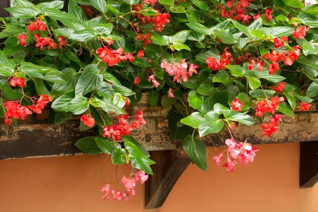 begonia bedding shutterstock_110073812.jpg