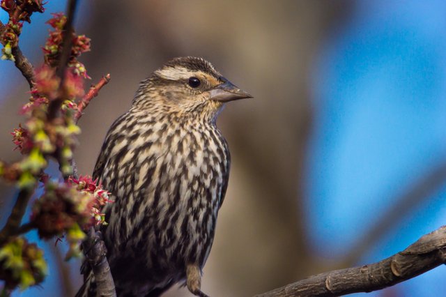 feathered friends (12).jpg