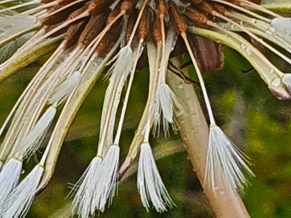 wet-dandelion-ii-reykholt-artfabrik.jpg