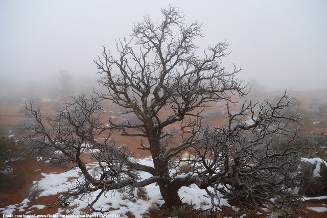 Lone Tree in Early Winter-082216.jpg