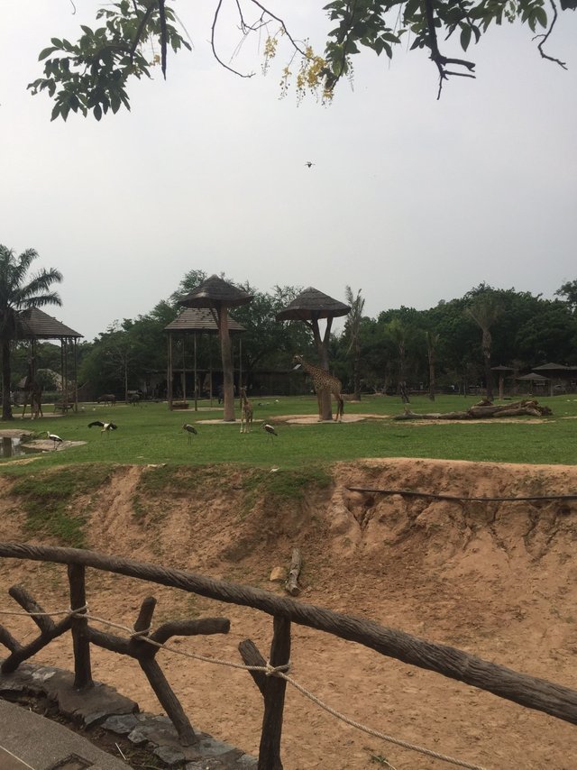 Khao Kheow Open Zoo4.jpg
