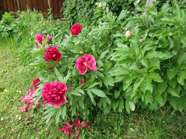 peony bush shrub.JPG