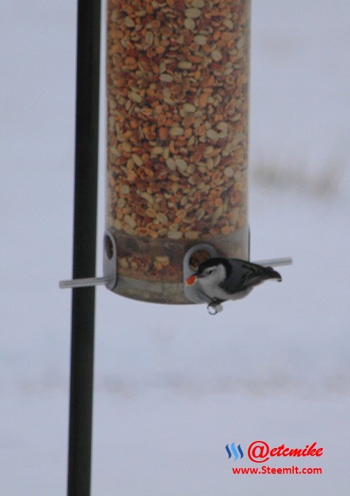 White-breasted Nuthatch PFW0030.JPG