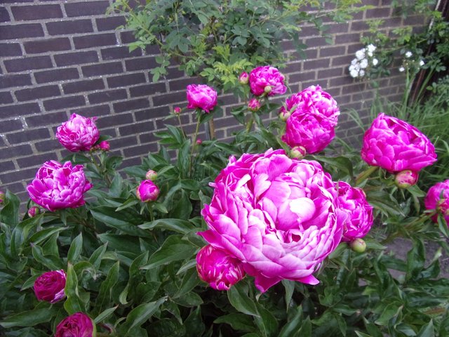 100_2685.JPG