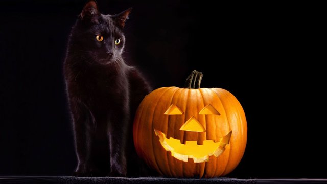 gatos-negros-hallloween-2-XxXx80.jpg