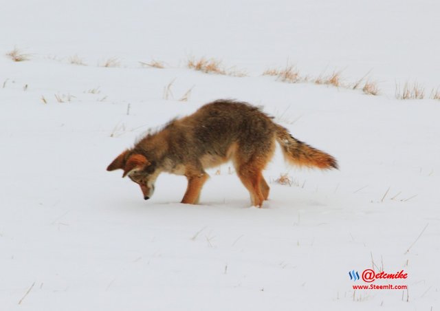 animal-photography wildlife coyote PFW11_0381.JPG