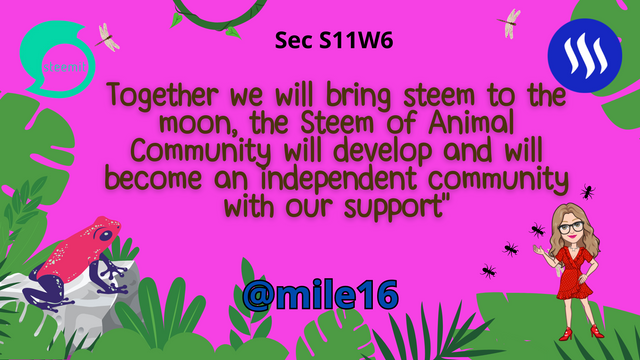 Together we will bring steem to the moon, the Steem of Animal Community will develop and will become an independent community with our support_20230827_232731_0000.png