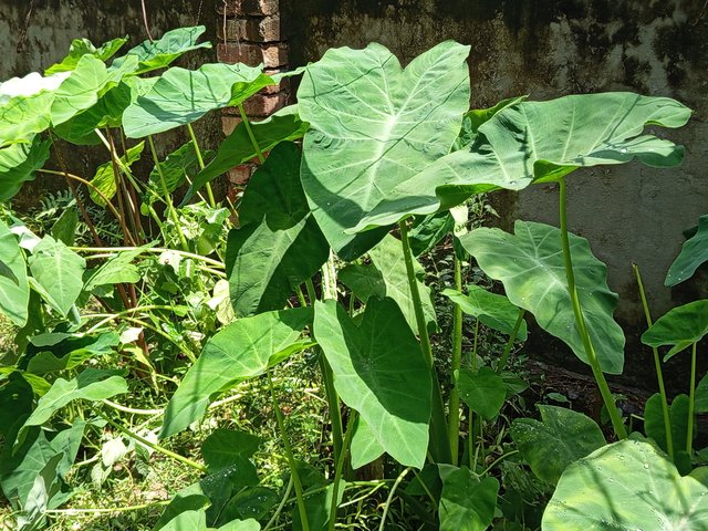 kochu (2).jpg