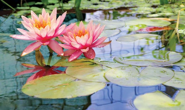 Water-lily-pond.jpg