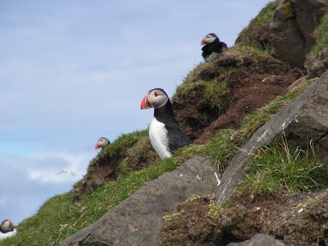 puffin-4604660_640.jpg