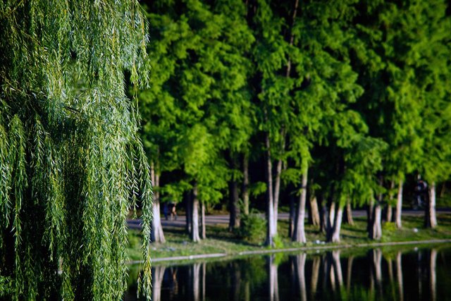 trees-6742028_1280.jpg