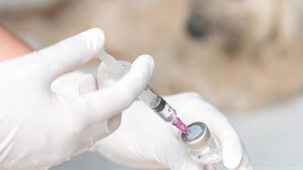 Vaccine-Dog-Veterinarian-Anesthesia-Animal-Background-Care-e1504625483216.jpg