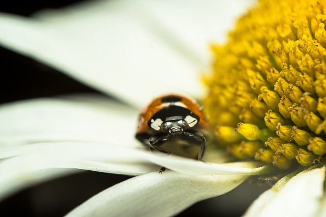05-06-2018-ladybug+daisy-05845.jpg