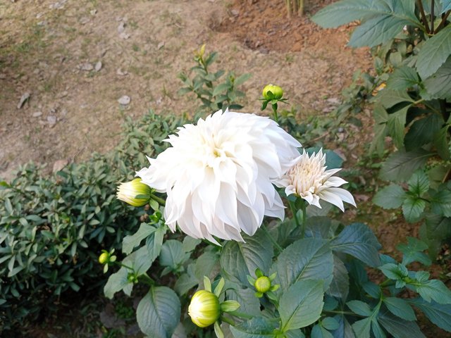 IMG20240202170230.jpg