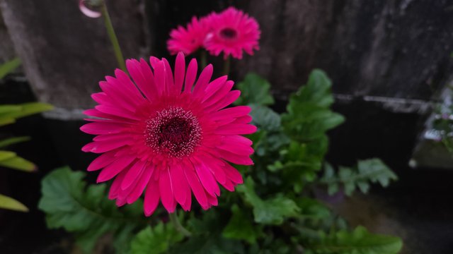 1000017493.jpg