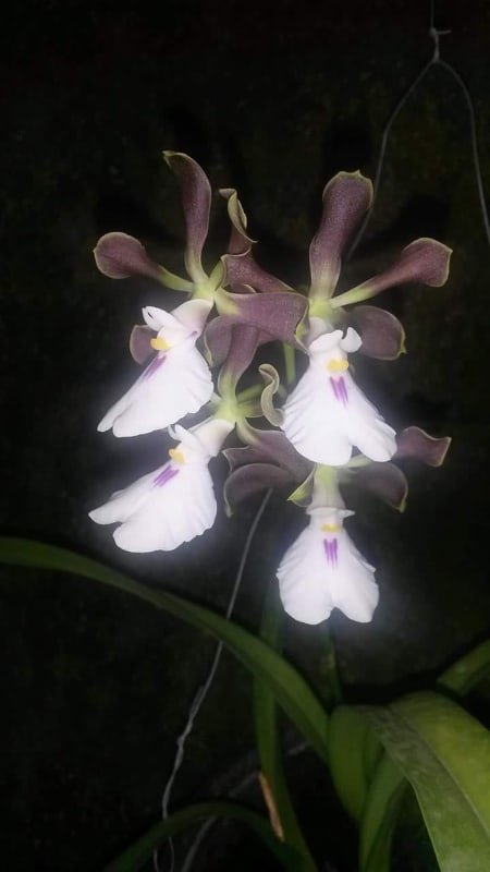 orquideas.jpg