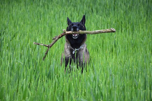 malinois-759706__480.jpg