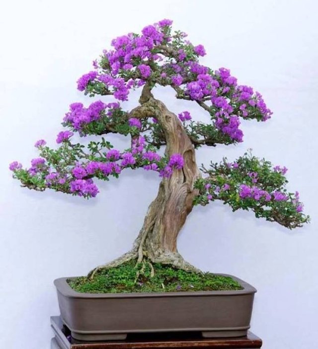 10-beautifull-jacaranda-mimosifolia-bonsai-rosemerc-original-imaexjr5btkjjsjw.jpeg