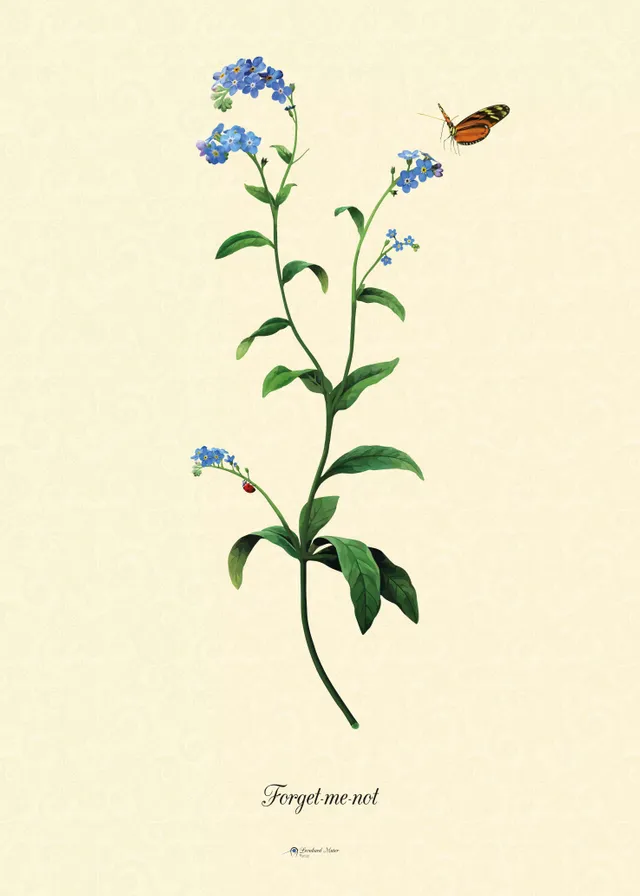 Forget-me-not Poster_webp.webp