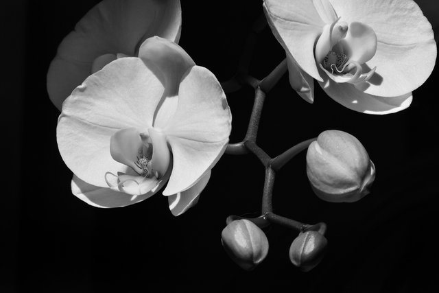Phalaenopsis Sogo white flower bw.jpg