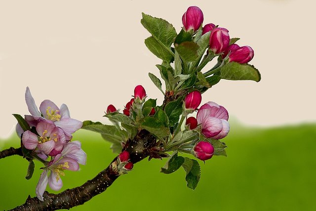 apple-blossom-1765940_960_720.jpg