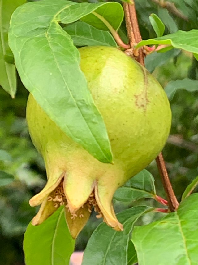 fruit14.jpg