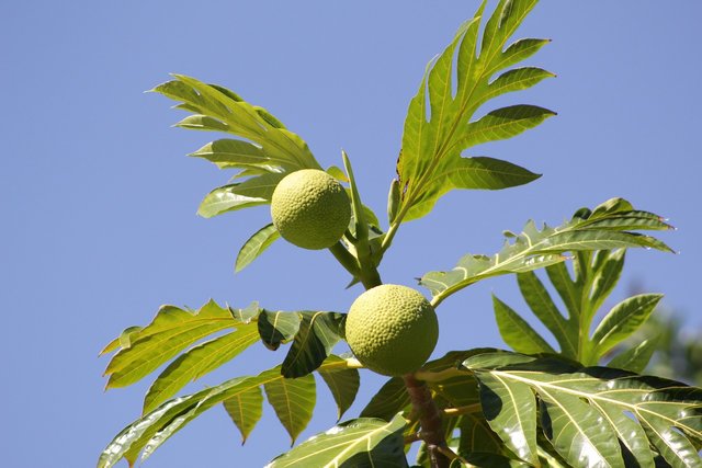 breadfruit-7260703_1280.jpg