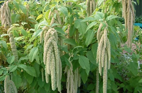 green_tails_amaranthus_depression_b1.jpg