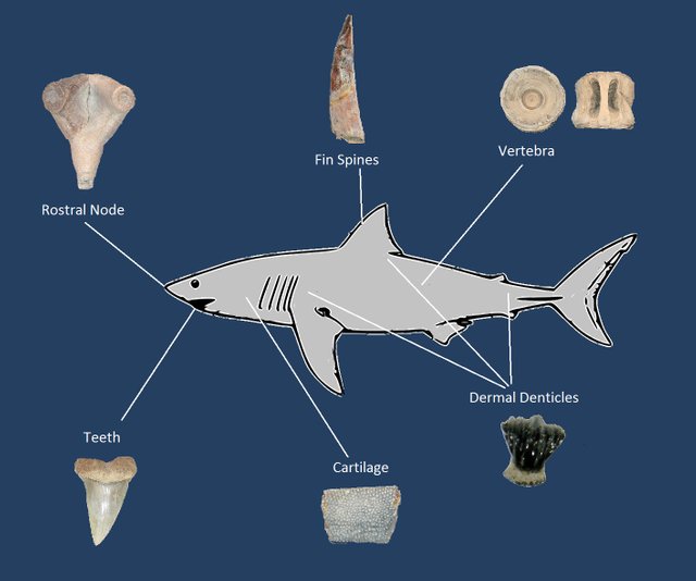 shark fossils.jpg