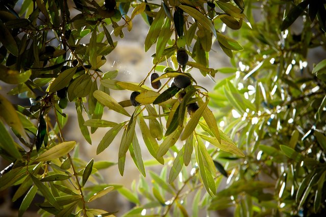 olives-789140_1920.jpg