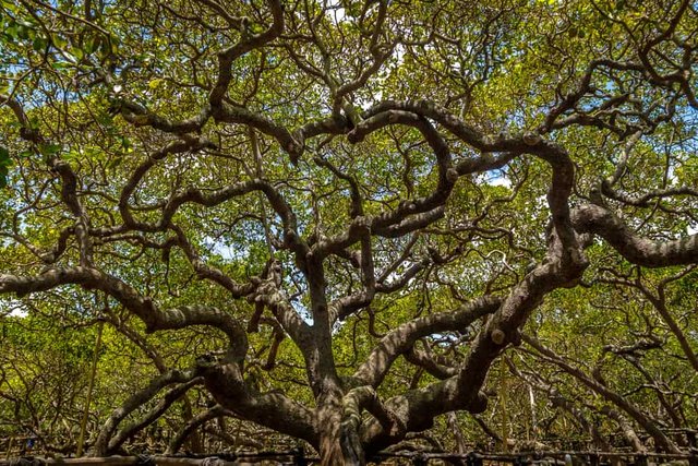 The-Worlds-Oldest-Cashew-Tree-Cashew-of-Pirangi.jpg