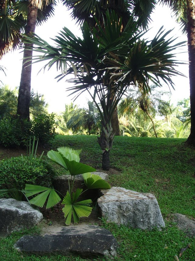 Queen Sirikit Park - palm trees