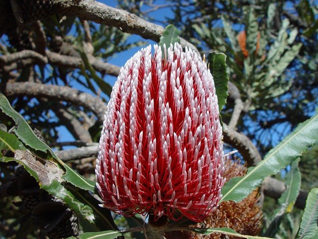 banksia-365351_960_720.jpg