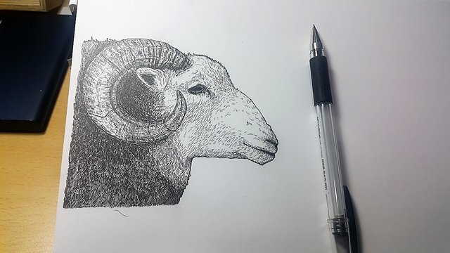 sheep_001.jpg