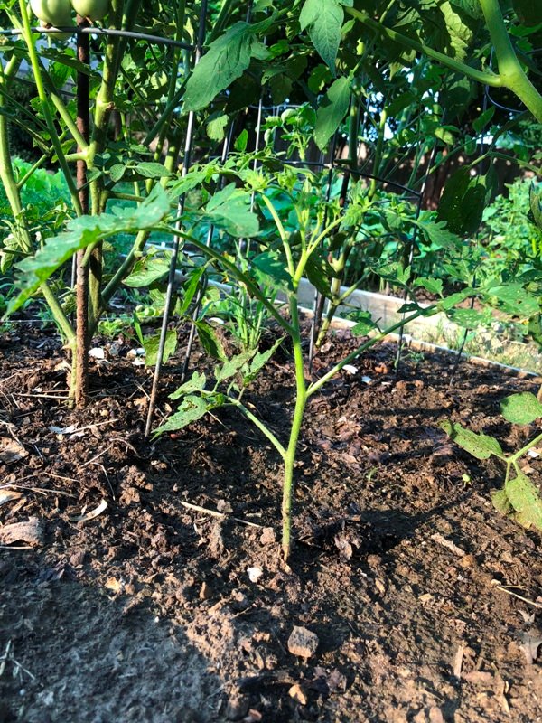 Volunteer Tomato Plant.jpg