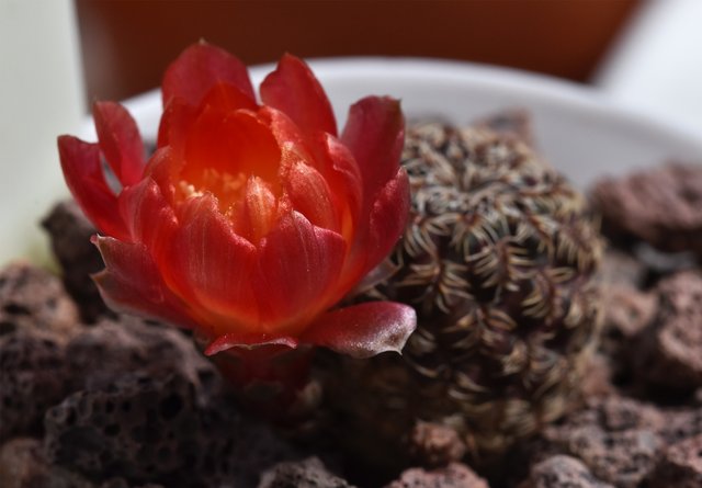 Sulcorebutia Canigueralii flower opening 3.jpg